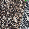 Sportjerseystoff mit Animal Print
