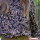Modestoffe Viskose Satin schwarz Blumenranken (Bluse) ÖkoTex