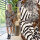 Modestoffe Punta di Roma, Bedruckt  Animal, ziegel (Kleid) Öko Tex