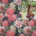 Canvas Digital Blumen 02 rot