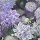 Canvas Digital Blumen 03 viollet