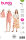 Burda Schnittmuster Damen Top+Shorts, Gr. 36 - 48