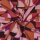 Viskose LENZING™ ECOVERO™ Abstrakt Rosa – Poppy 27